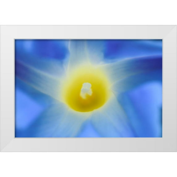 Jaynes Gallery 14x11 White Modern Wood Framed Museum Art Print Titled - Canada-Manitoba-Winnipeg Morning glory blossom close-up