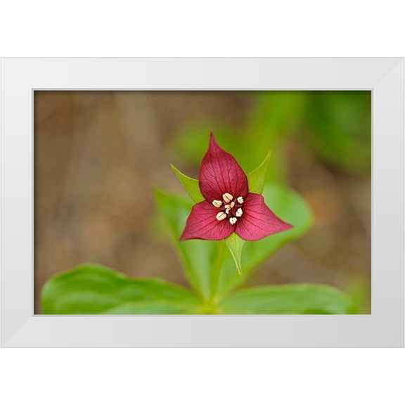 Jaynes Gallery 14x11 White Modern Wood Framed Museum Art Print Titled - Canada-Ontario-Algonquin Provincial Park Red trillium flower close-up