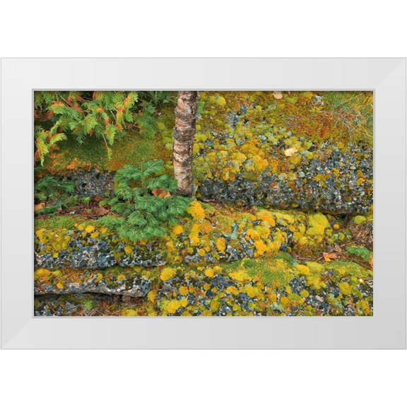 Jaynes Gallery 14x11 White Modern Wood Framed Museum Art Print Titled - Canada-Ontario-Bruce Peninsula National Park Birch tree and moss on limestone rock