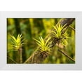 thumbnail image 1 of Jaynes Gallery 14x11 White Modern Wood Framed Museum Art Print Titled - Caribbean-Trinidad-Asa Wright Nature Center Bromeliads growing on tree, 1 of 4