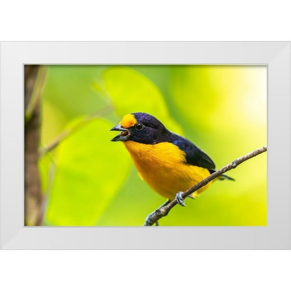 Jaynes Gallery 14x11 White Modern Wood Framed Museum Art Print Titled - Caribbean-Trinidad-Asa Wright Nature Center Euphonia bird on limb calling