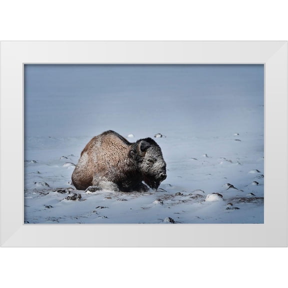 Jaynes Gallery 14x11 White Modern Wood Framed Museum Art Print Titled - Colorado Bison lies on snow-covered mountain pasture