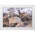 thumbnail image 1 of Jaynes Gallery 14x11 White Modern Wood Framed Museum Art Print Titled - Colorado-Mt Evans Rocky Mountain bighorn sheep ewe and lamb resting, 1 of 4