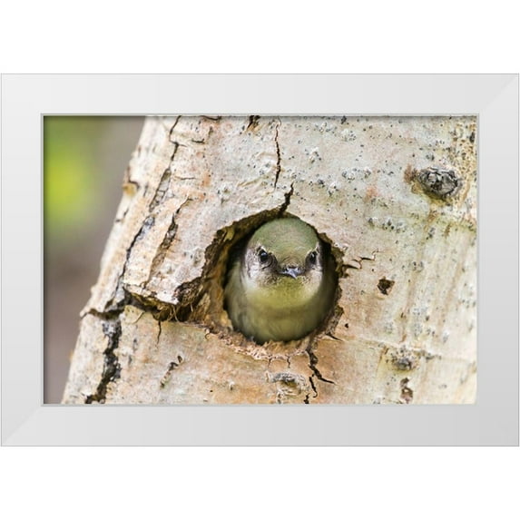 Jaynes Gallery 14x11 White Modern Wood Framed Museum Art Print Titled - Colorado-Rock Mountain National Park Violet-green swallow at nest hole in tree