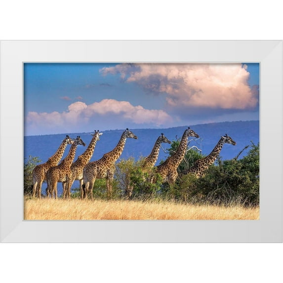 Jaynes Gallery 14x11 White Modern Wood Framed Museum Art Print Titled - Kenya-Masai Mara Conservancy Group of adult giraffes