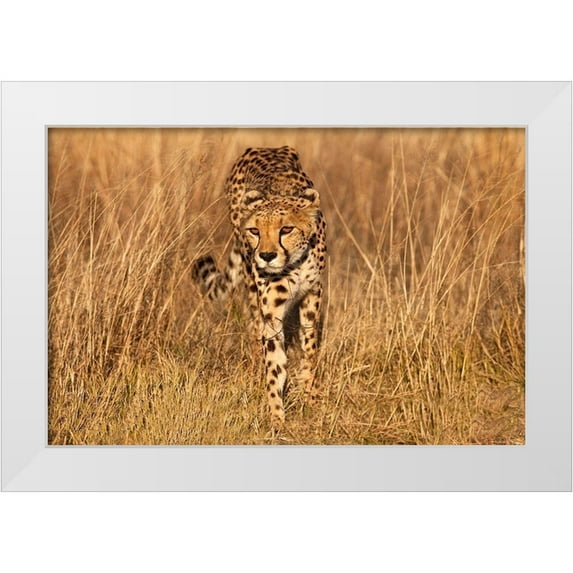 Jaynes Gallery 14x11 White Modern Wood Framed Museum Art Print Titled - Kenya-Masai Mara National Reserve Cheetah close-up at sunset