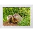 thumbnail image 1 of Jaynes Gallery 14x11 White Modern Wood Framed Museum Art Print Titled - Minnesota-Pine County Adult woodchuck and kits, 1 of 4