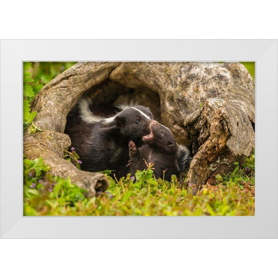 Jaynes Gallery 14x11 White Modern Wood Framed Museum Art Print Titled - Minnesota-Pine County Striped skunk mother with kit