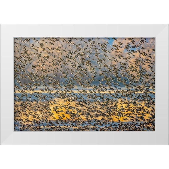 Jaynes Gallery 14x11 White Modern Wood Framed Museum Art Print Titled - New Mexico-Bosque del Apache National Wildlife Reserve Winter flock of red-winged blackbirds