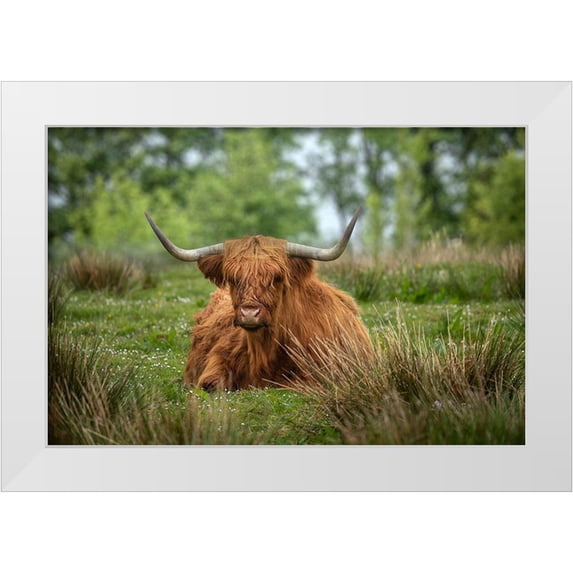 Jaynes Gallery 14x11 White Modern Wood Framed Museum Art Print Titled - Scotland-The Isle of Skye Close-up of highland cow