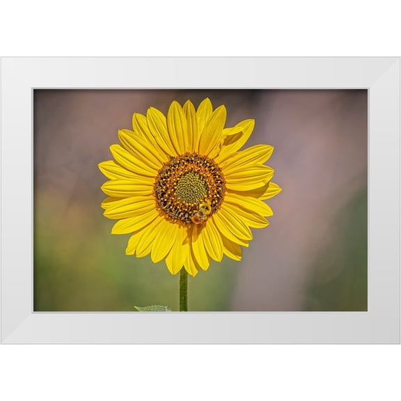 Jaynes Gallery 14x11 White Modern Wood Framed Museum Art Print Titled - USA-Colorado-Fort Collins Orange-belted bumble bee on sunflower