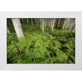 thumbnail image 1 of Jaynes Gallery 14x11 White Modern Wood Framed Museum Art Print Titled - USA-Colorado-Gunnison National Forest Aspen trees and western bracken ferns in forest, 1 of 4