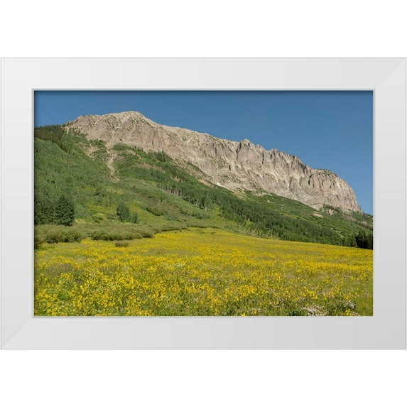 Jaynes Gallery 14x11 White Modern Wood Framed Museum Art Print Titled - USA-Colorado-Gunnison National Forest Mule-ears flowers in field below Gothic Mountain