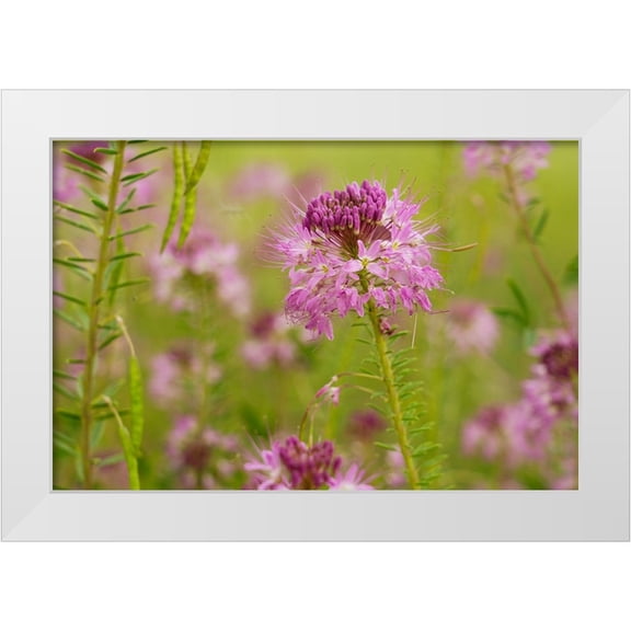 Jaynes Gallery 14x11 White Modern Wood Framed Museum Art Print Titled - USA-Colorado Rocky Mountain bee plant close-up