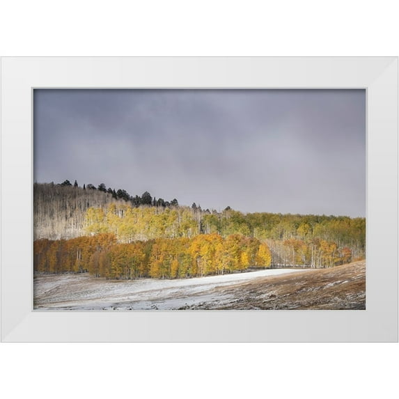Jaynes Gallery 14x11 White Modern Wood Framed Museum Art Print Titled - USA-Colorado-Uncompahgre National Forest Aspen forest in late autumn