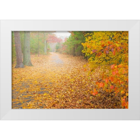 Jaynes Gallery 14x11 White Modern Wood Framed Museum Art Print Titled - USA-New Jersey-Cape May Leaf-covered road through autumn forest