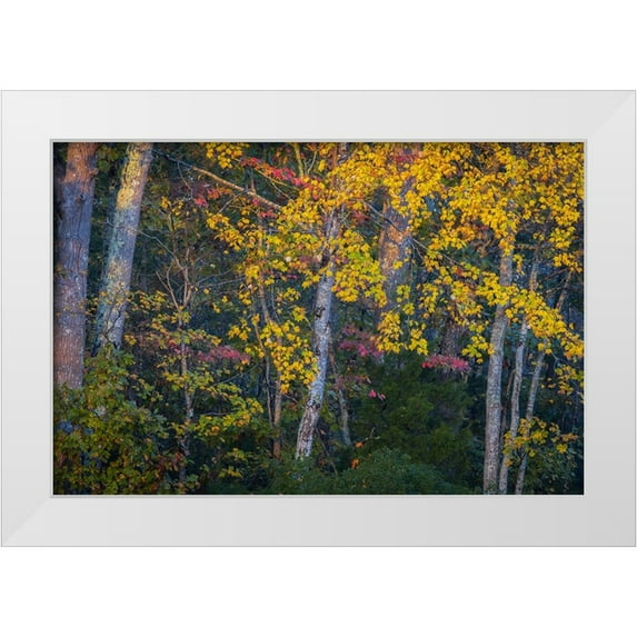 Jaynes Gallery 14x11 White Modern Wood Framed Museum Art Print Titled - USA-New Jersey-Pine Barrens National Preserve Autumn colors in forest