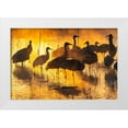 thumbnail image 1 of Jaynes Gallery 14x11 White Modern Wood Framed Museum Art Print Titled - USA-New Mexico-Bernardo Wildlife Management Area-Sandhill cranes in water on foggy sunrise, 1 of 4