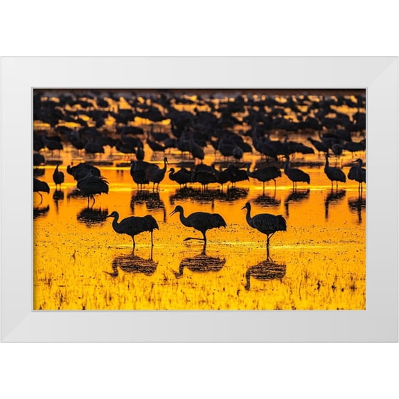 Jaynes Gallery 14x11 White Modern Wood Framed Museum Art Print Titled - USA-New Mexico-Bosque Del Apache National Wildlife Refuge-Sandhill crane silhouettes in water at su