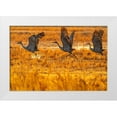 thumbnail image 1 of Jaynes Gallery 14x11 White Modern Wood Framed Museum Art Print Titled - USA-New Mexico-Bosque Del Apache National Wildlife Refuge-Sandhill cranes taking flight at sunrise, 1 of 4