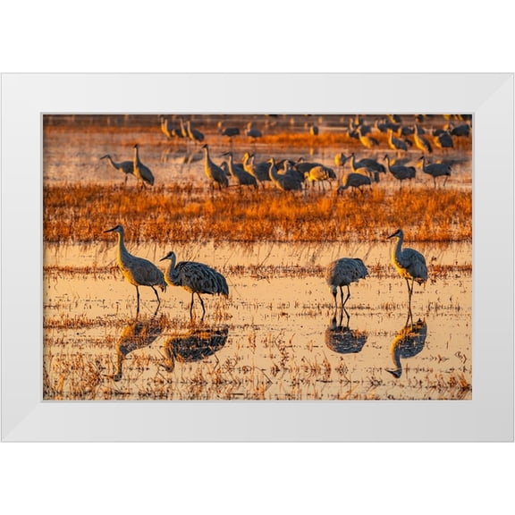 Jaynes Gallery 14x11 White Modern Wood Framed Museum Art Print Titled - USA-New Mexico-Bosque Del Apache National Wildlife Refuge-Sandhill cranes in water at sunrise