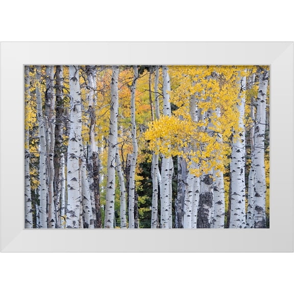 Jaynes Gallery 14x11 White Modern Wood Framed Museum Art Print Titled - USA-Utah-Ashley National Forest Aspen forest in autumn
