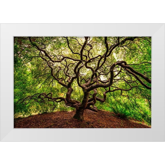 Jaynes Gallery 14x11 White Modern Wood Framed Museum Art Print Titled - USA-Washington-Seattle-Japanese maple tree with twisted branches