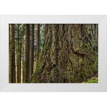 Jaynes Gallery 14x11 White Modern Wood Framed Museum Art Print Titled - USA-Washington State-Olympic National Park Close-up of trunk of old growth Douglas fir tree