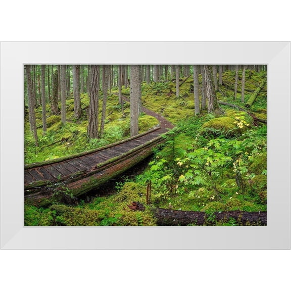 Jaynes Gallery 14x11 White Modern Wood Framed Museum Art Print Titled - Washington State-Olympic National Forest Panoramic of Lower Dungeness Trail in forest