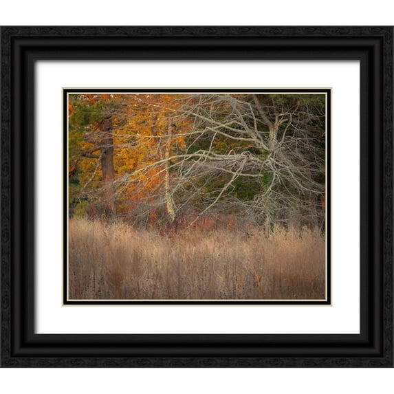 Jaynes Gallery 14x12 Black Ornate Wood Framed with Double Matting Museum Art Print Titled - USA-New Jersey-Cape May Ghostly tree shapes and grasses in autumn