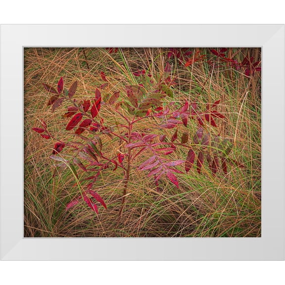 Jaynes Gallery 14x12 White Modern Wood Framed Museum Art Print Titled - USA-New Jersey-Cape May National Seashore Autumn colors on marsh sapling