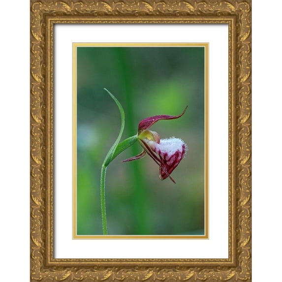 Jaynes Gallery 14x18 Gold Ornate Wood Framed with Double Matting Museum Art Print Titled - Canada-Manitoba-Sandilands Provincial Forest Rams-head ladys-slipper flower close-up