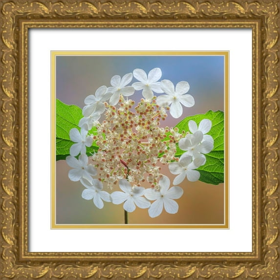 Jaynes Gallery 15x15 Gold Ornate Wood Framed with Double Matting Museum Art Print Titled - USA-Washington State-Silverdale Highbush cranberry viburnum flowers close-up