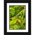 thumbnail image 1 of Jaynes Gallery 17x24 Black Ornate Wood Framed with Double Matting Museum Art Print Titled - Caribbean-Tobago Rufous-tailed jacamar bird on limb, 1 of 4