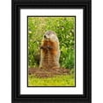 thumbnail image 1 of Jaynes Gallery 17x24 Black Ornate Wood Framed with Double Matting Museum Art Print Titled - Minnesota-woodchuck eating-captive, 1 of 4