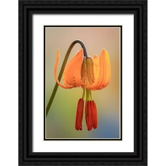 Jaynes Gallery 17x24 Black Ornate Wood Framed with Double Matting Museum Art Print Titled - USA-Washington-Dewatto Tiger lily flower close-up