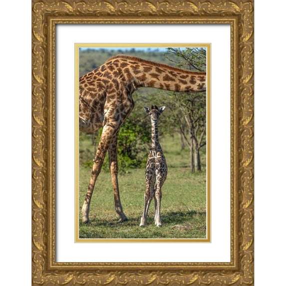 Jaynes Gallery 17x24 Gold Ornate Wood Framed with Double Matting Museum Art Print Titled - Kenya-Masai Mara Conservancy Mother and newborn giraffe close-up