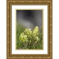 thumbnail image 1 of Jaynes Gallery 17x24 Gold Ornate Wood Framed with Double Matting Museum Art Print Titled - USA-Colorado-Gunnison National Forest Yellow paintbrush flowers close-up, 1 of 4