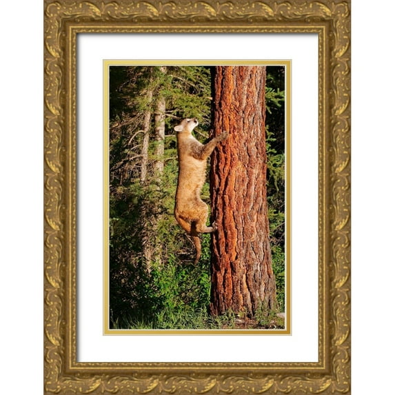 Jaynes Gallery 17x24 Gold Ornate Wood Framed with Double Matting Museum Art Print Titled - Montana Juvenile mountain lion climbing tree