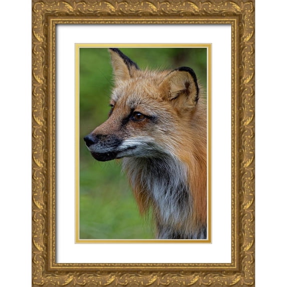 Jaynes Gallery 17x24 Gold Ornate Wood Framed with Double Matting Museum Art Print Titled - Montana Red fox close-up in controlled environment