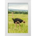 thumbnail image 1 of Jaynes Gallery 17x24 White Modern Wood Framed Museum Art Print Titled - Africa-Tanzania-Tarangire National Park Ostrich male close-up, 1 of 4