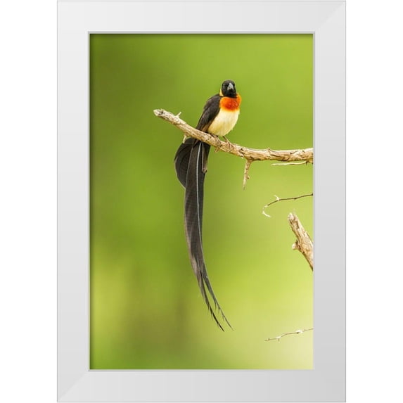 Jaynes Gallery 17x24 White Modern Wood Framed Museum Art Print Titled - Africa-Tanzania-Tarangire National Park Paradise whydah bird on limb