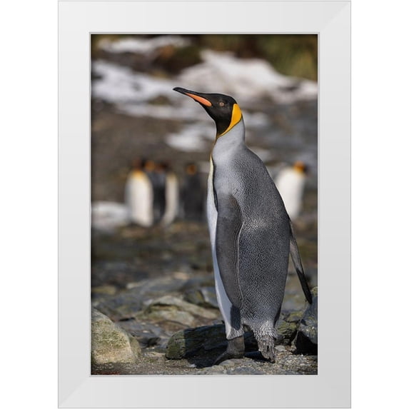 Jaynes Gallery 17x24 White Modern Wood Framed Museum Art Print Titled - Antarctica-South Georgia Island-Elsehul Bay King penguin close-up