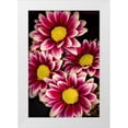 thumbnail image 1 of Jaynes Gallery 17x24 White Modern Wood Framed Museum Art Print Titled - Colorado-Ft Collins Daisies close-up, 1 of 4