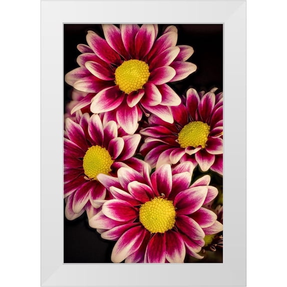 Jaynes Gallery 17x24 White Modern Wood Framed Museum Art Print Titled - Colorado-Ft Collins Daisies close-up