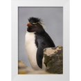 thumbnail image 1 of Jaynes Gallery 17x24 White Modern Wood Framed Museum Art Print Titled - Falkland Islands-New Island Close-up of rockhopper penguin, 1 of 4