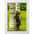 thumbnail image 1 of Jaynes Gallery 17x24 White Modern Wood Framed Museum Art Print Titled - Minnesota-black bear cub climbing tree-captive, 1 of 4