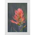 thumbnail image 1 of Jaynes Gallery 17x24 White Modern Wood Framed Museum Art Print Titled - USA-Colorado-Uncompahgre National Forest Indian paintbrush flower close-up, 1 of 4