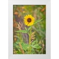 thumbnail image 1 of Jaynes Gallery 17x24 White Modern Wood Framed Museum Art Print Titled - USA-Colorado-Windsor Close-up of sunflower, 1 of 4