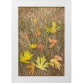 thumbnail image 1 of Jaynes Gallery 17x24 White Modern Wood Framed Museum Art Print Titled - USA-Washington State-Seabeck Autumn bigleaf maple leaves caught in grasses, 1 of 4